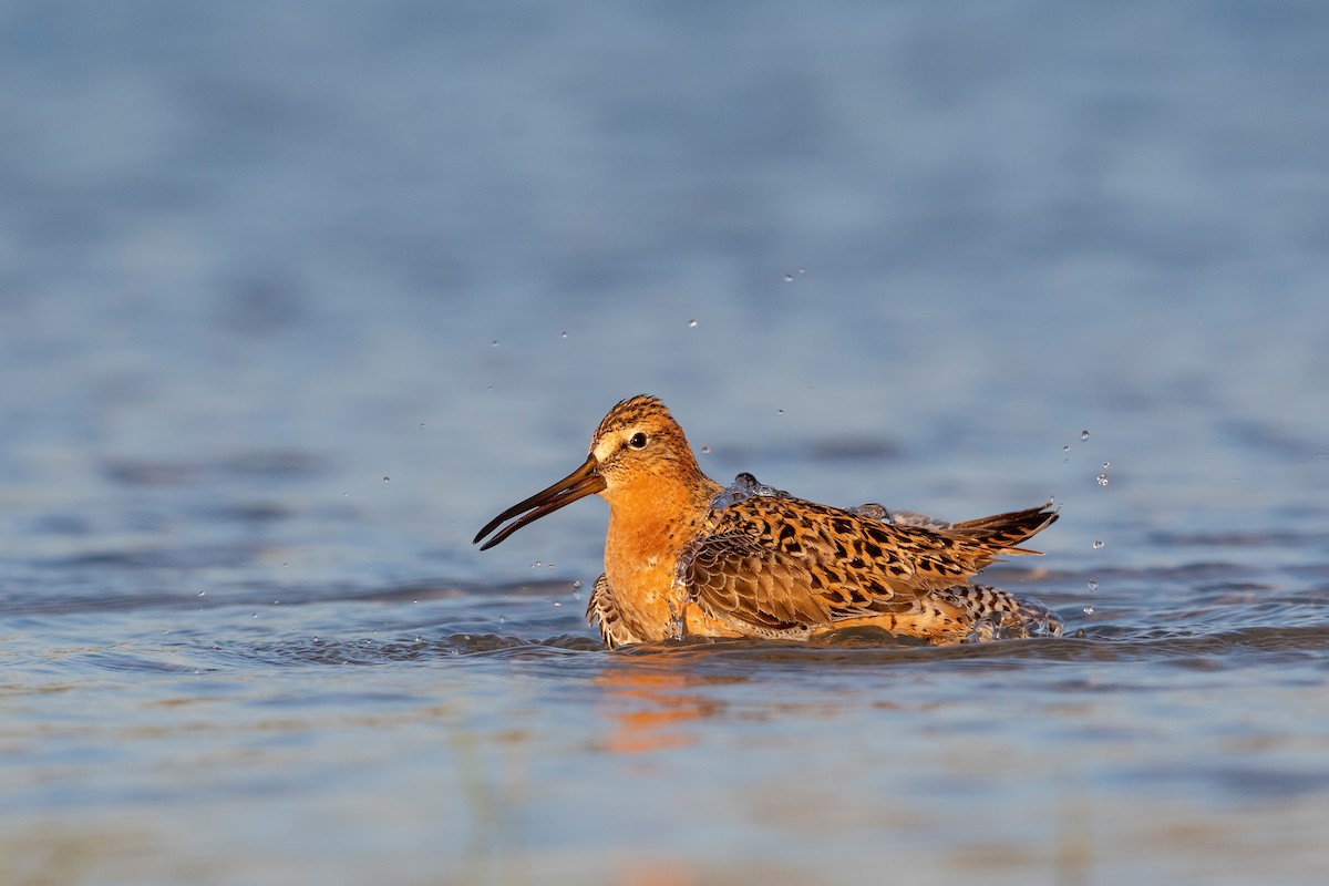 Short-billed Dowitcher - ML620818379