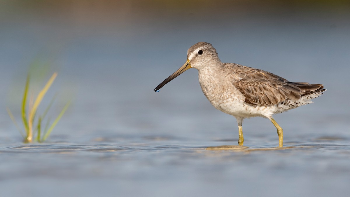 Short-billed Dowitcher - ML620818380