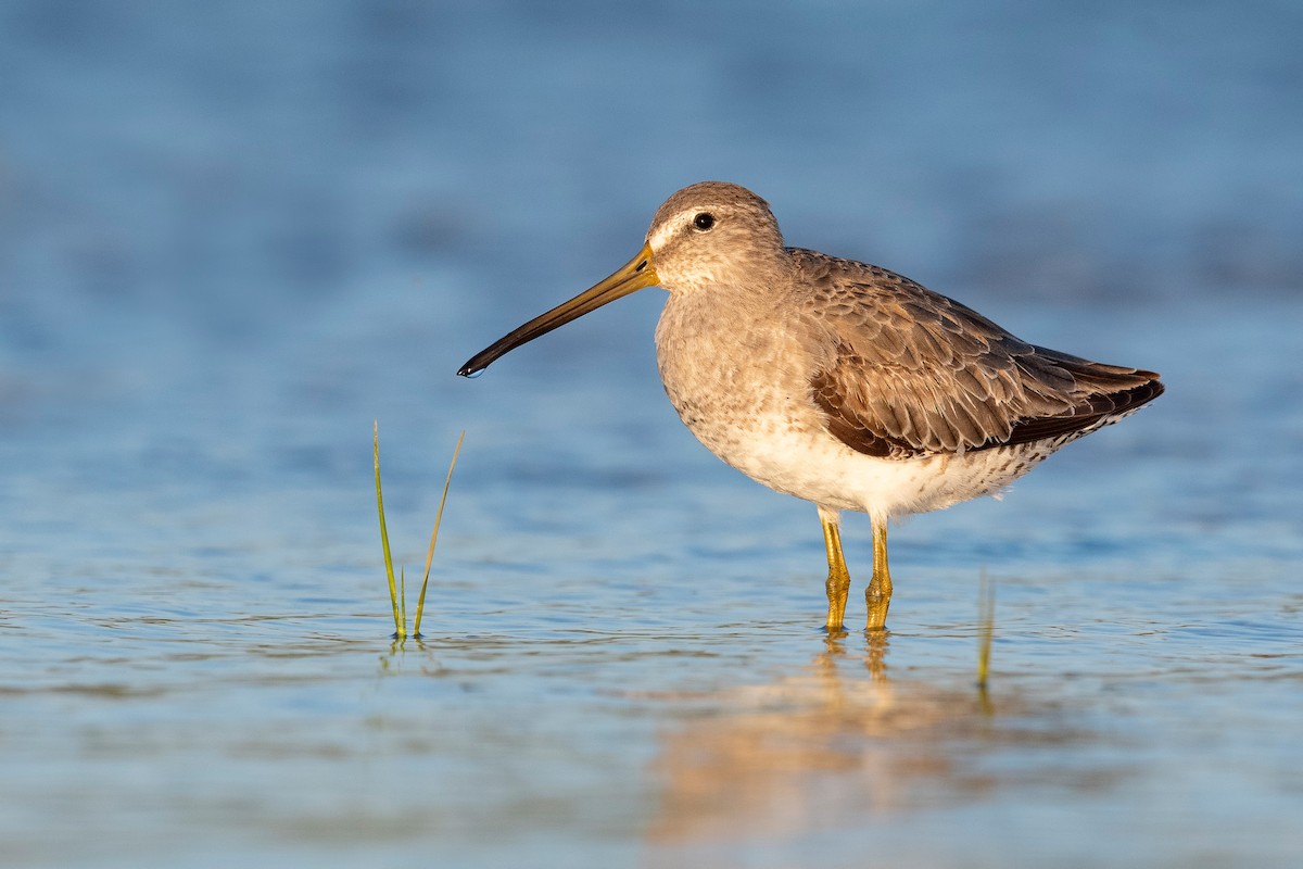 Short-billed Dowitcher - ML620818381