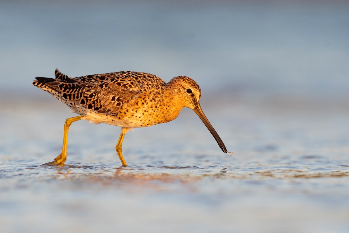 Short-billed Dowitcher - ML620818382