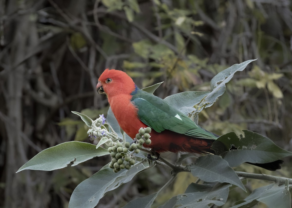 Australian King-Parrot - ML620818387