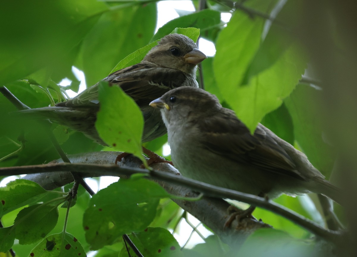 Moineau domestique - ML620818389