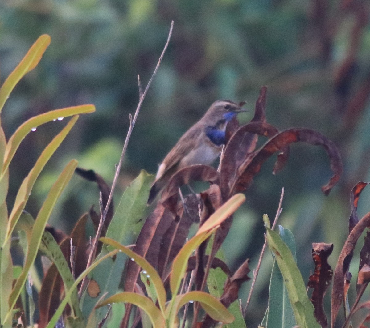 Bluethroat - ML620818391