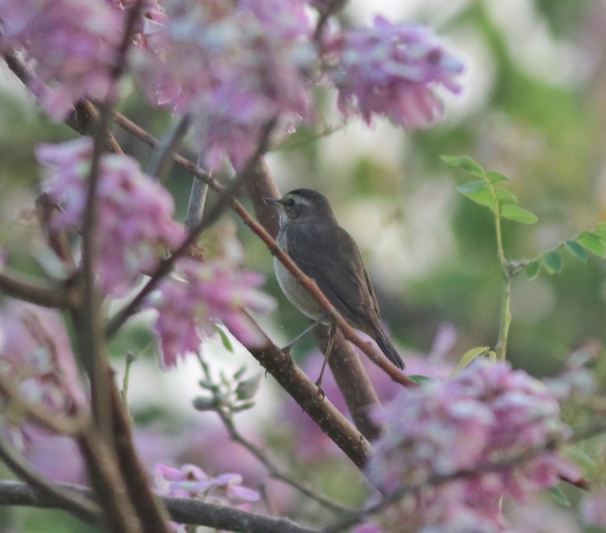 Bluethroat - ML620818393