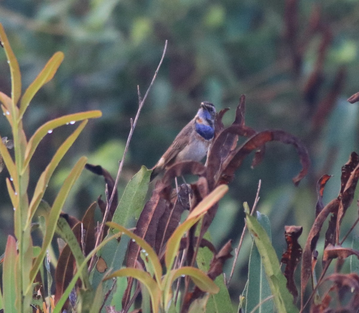 Bluethroat - ML620818399