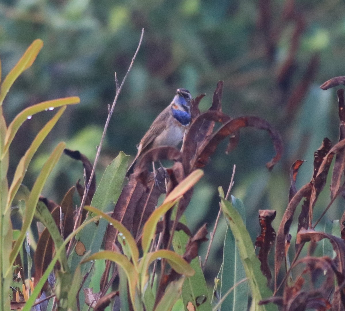 Bluethroat - ML620818400