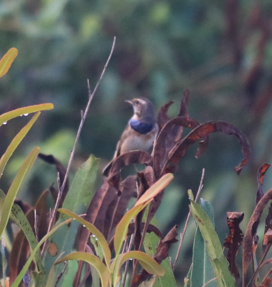 Bluethroat - ML620818406