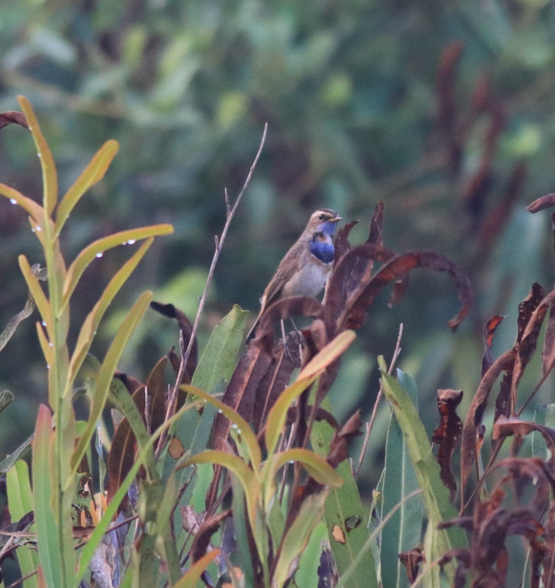 Bluethroat - ML620818407