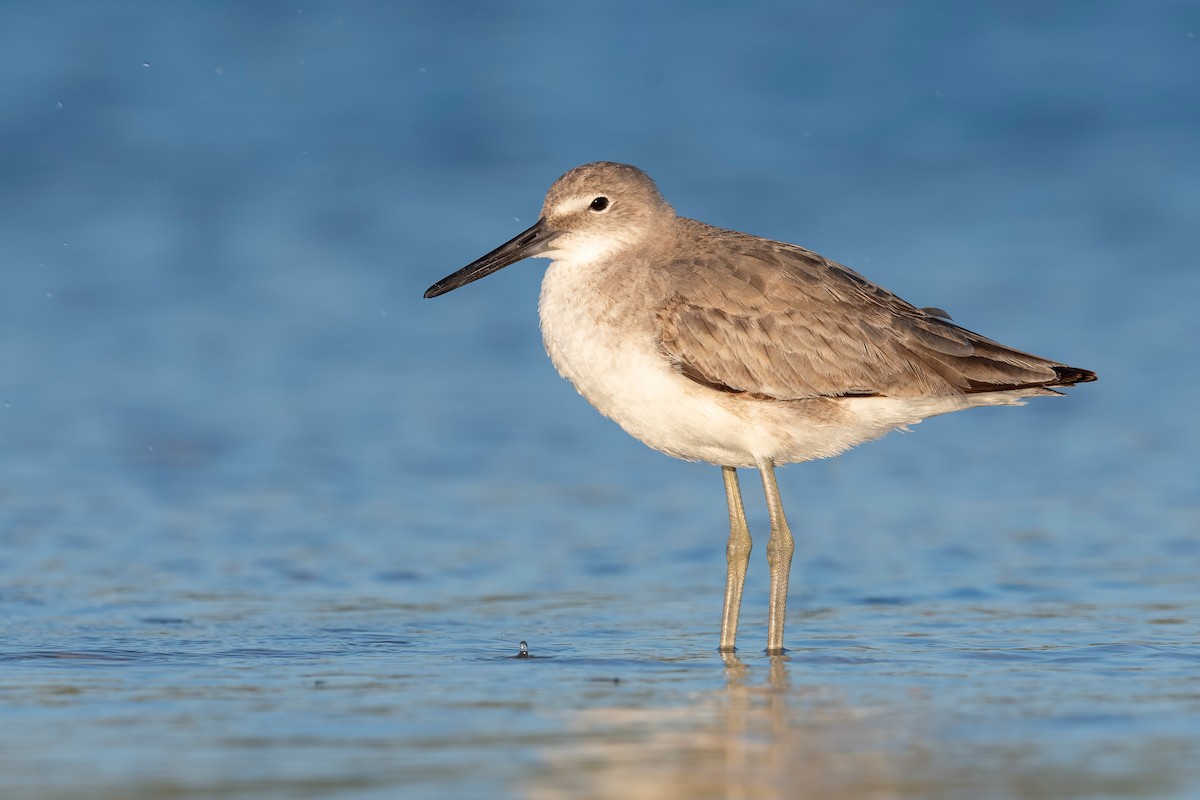 Willet - ML620818409