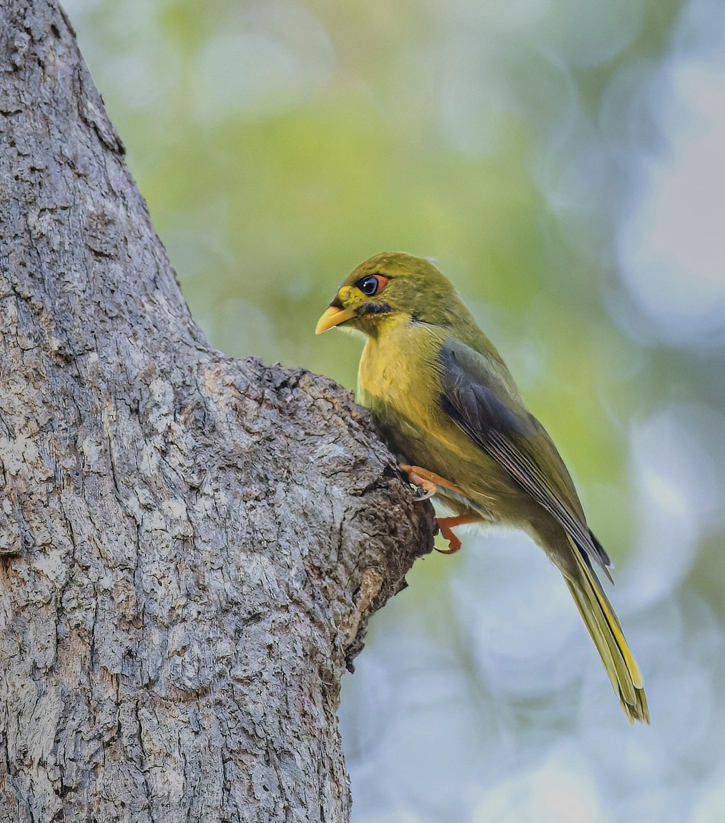 Bell Miner - ML620818410