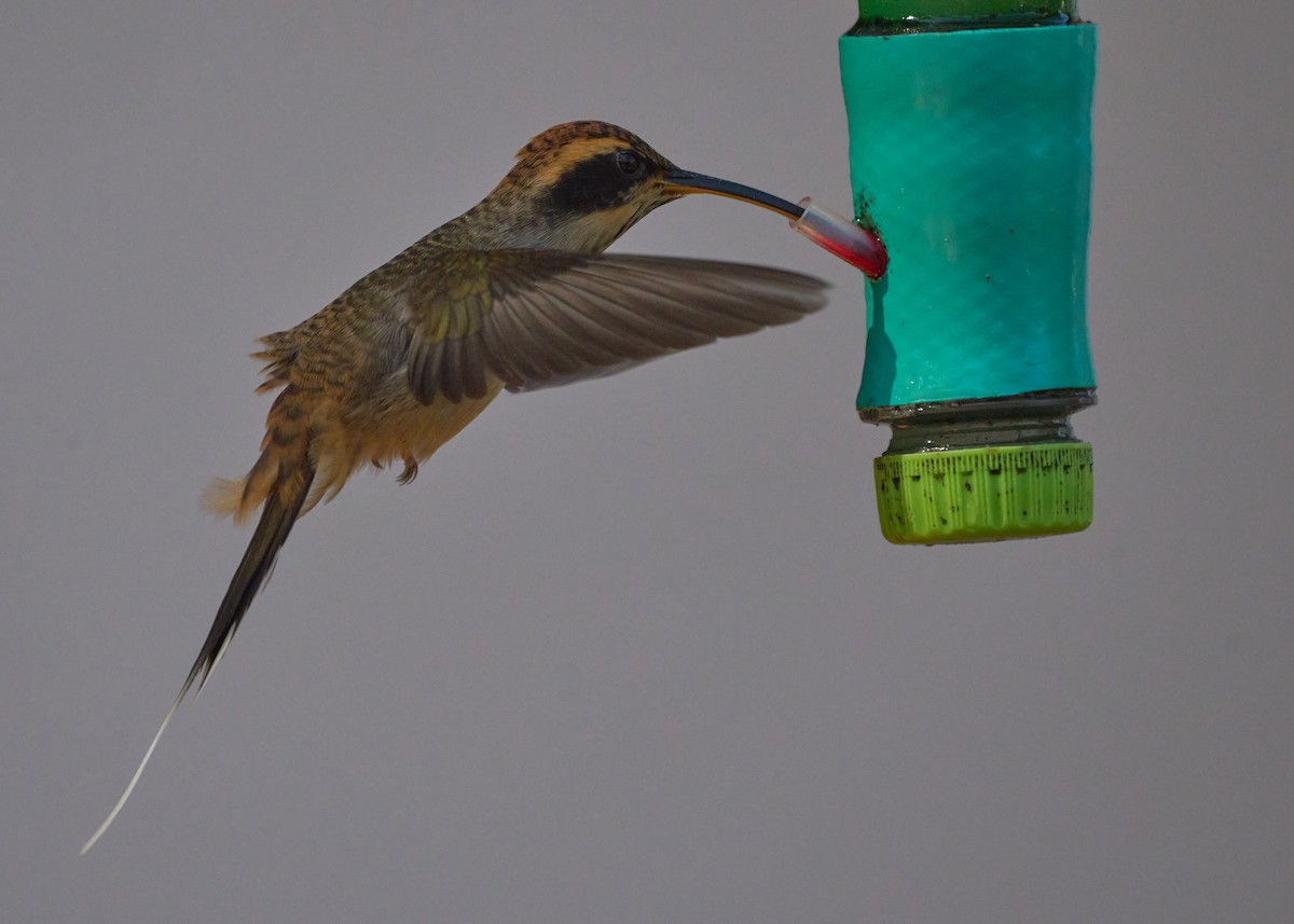 Scale-throated Hermit - Daniel Alfenas