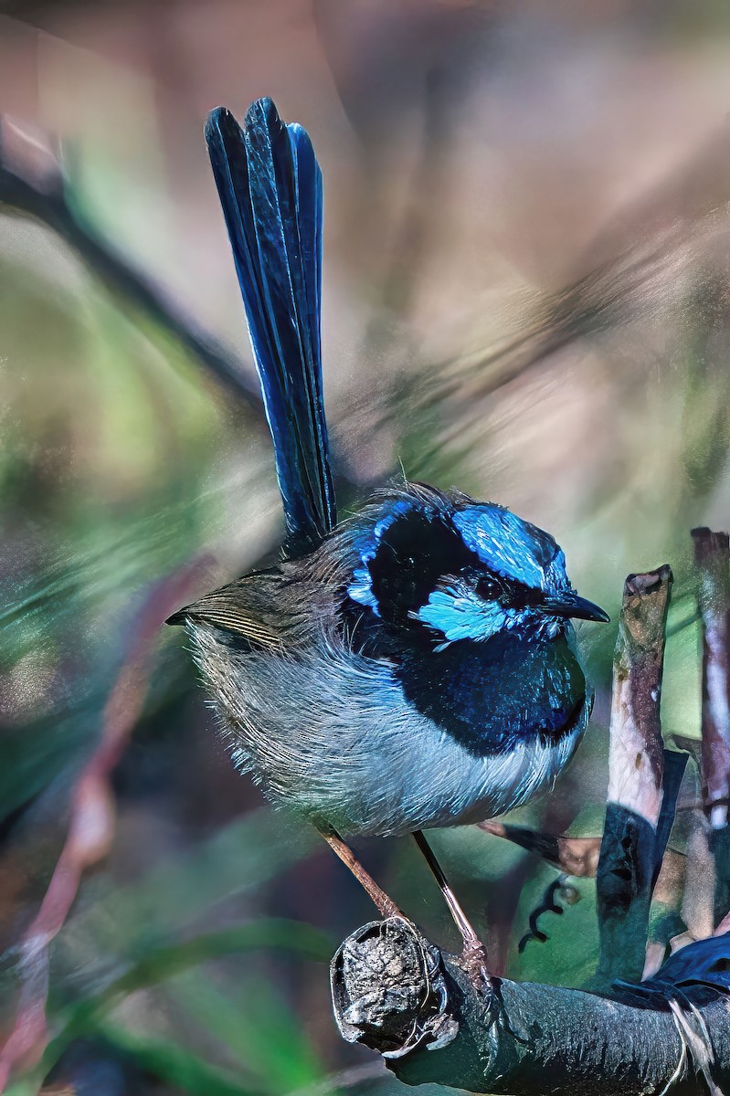 Superb Fairywren - ML620818413