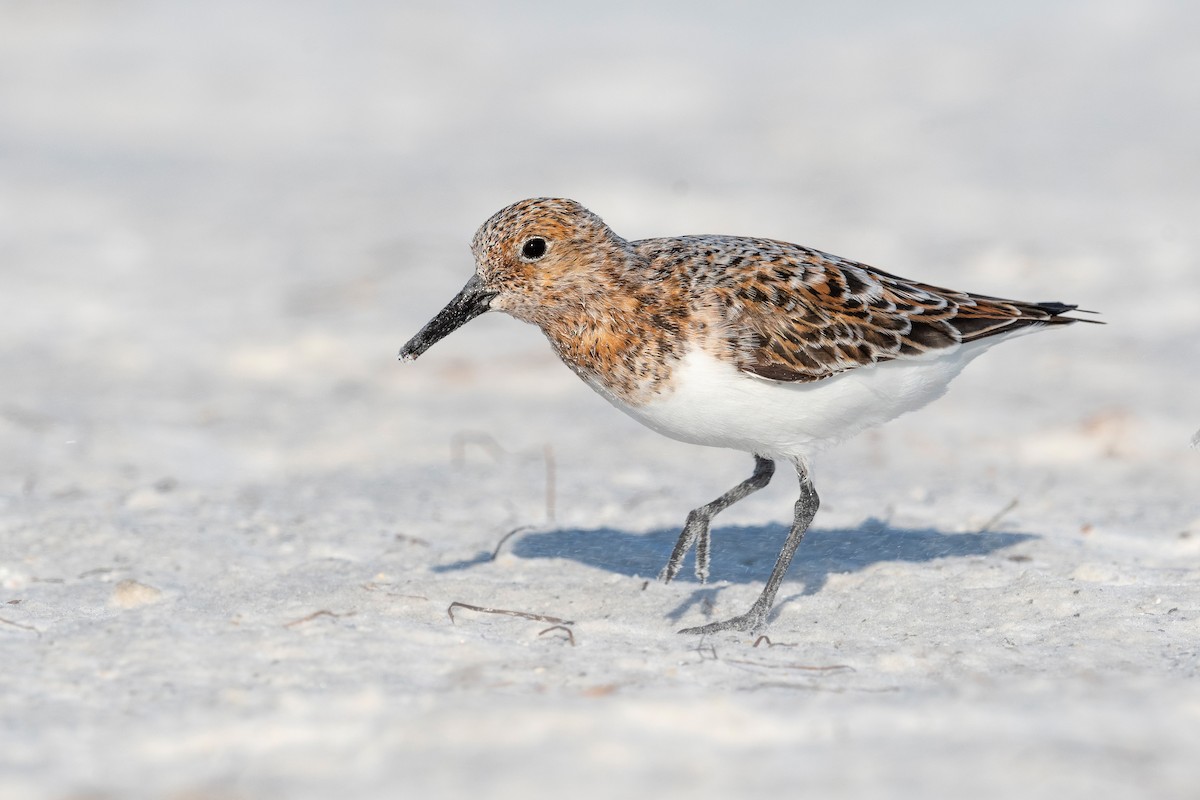 Sanderling - ML620818419