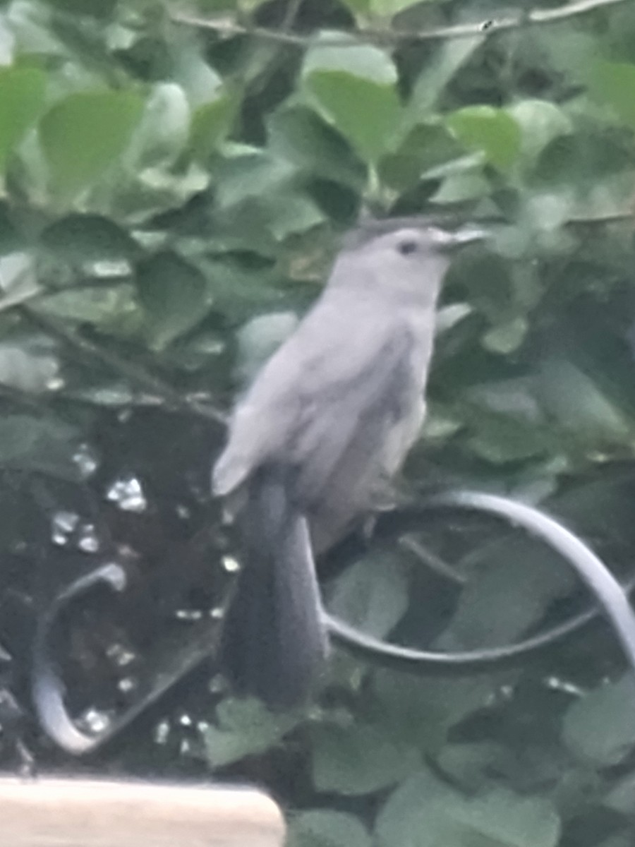 Gray Catbird - ML620818424