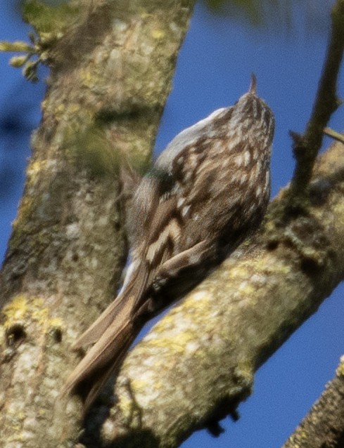 Short-toed Treecreeper - ML620818430