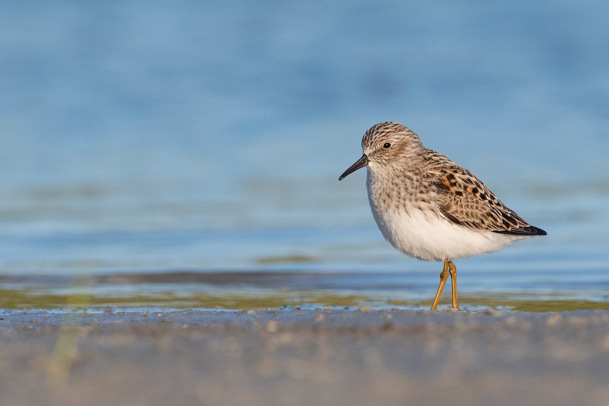 Least Sandpiper - ML620818431