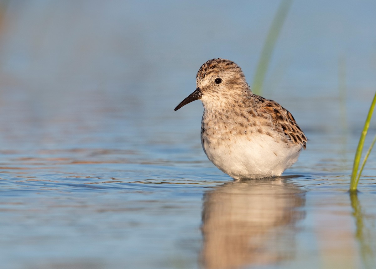 Least Sandpiper - ML620818432