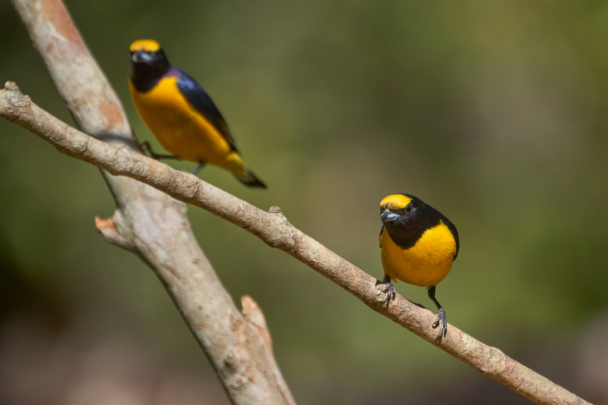 Purple-throated Euphonia - ML620818434