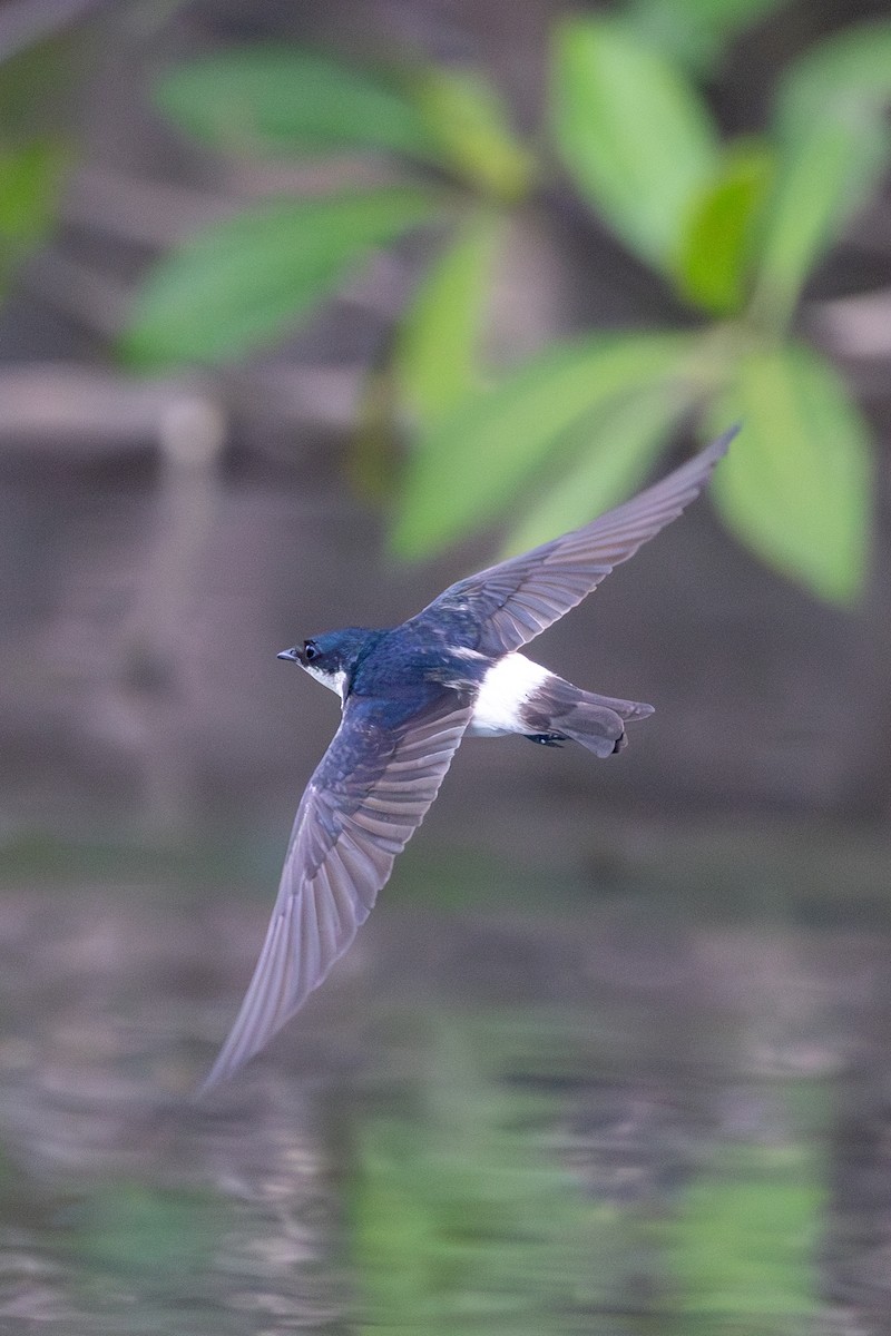 Mangrove Swallow - ML620818435