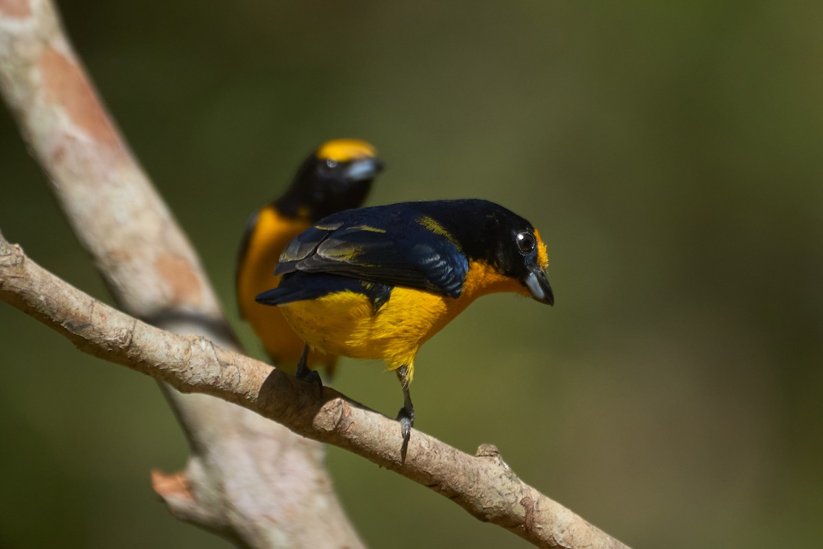 Violaceous Euphonia - ML620818436