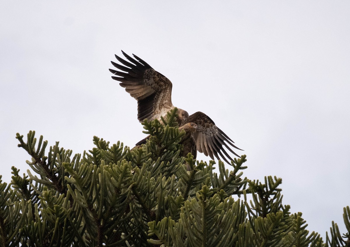 Whistling Kite - ML620818437