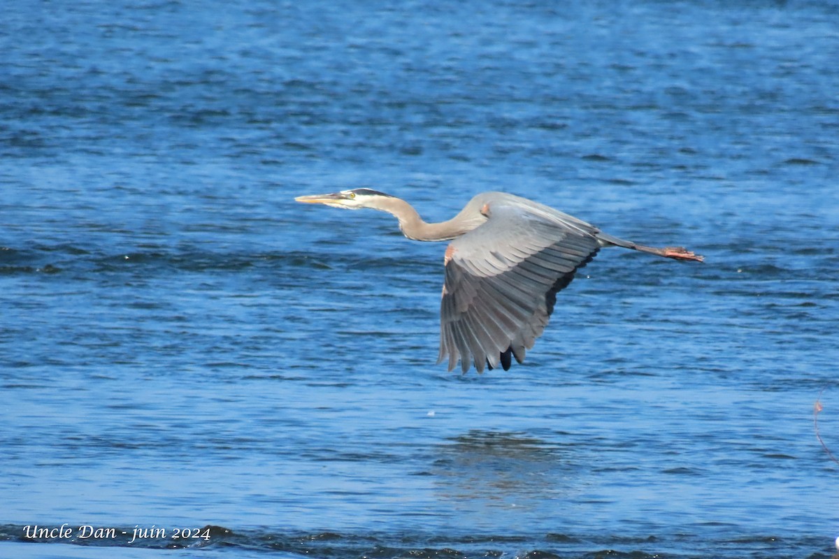 Great Blue Heron - ML620818443