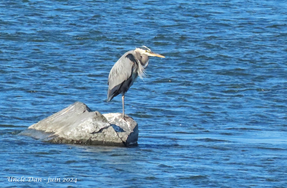 Great Blue Heron - ML620818444