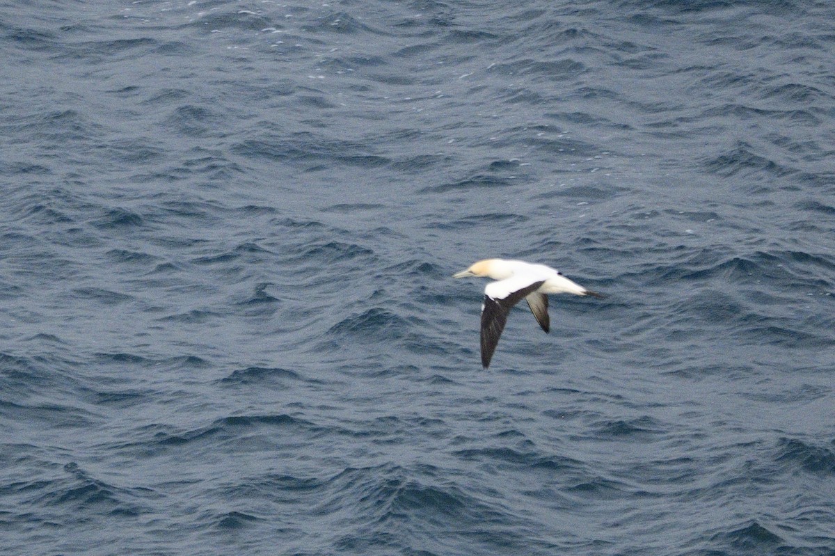 Australasian Gannet - ML620818447