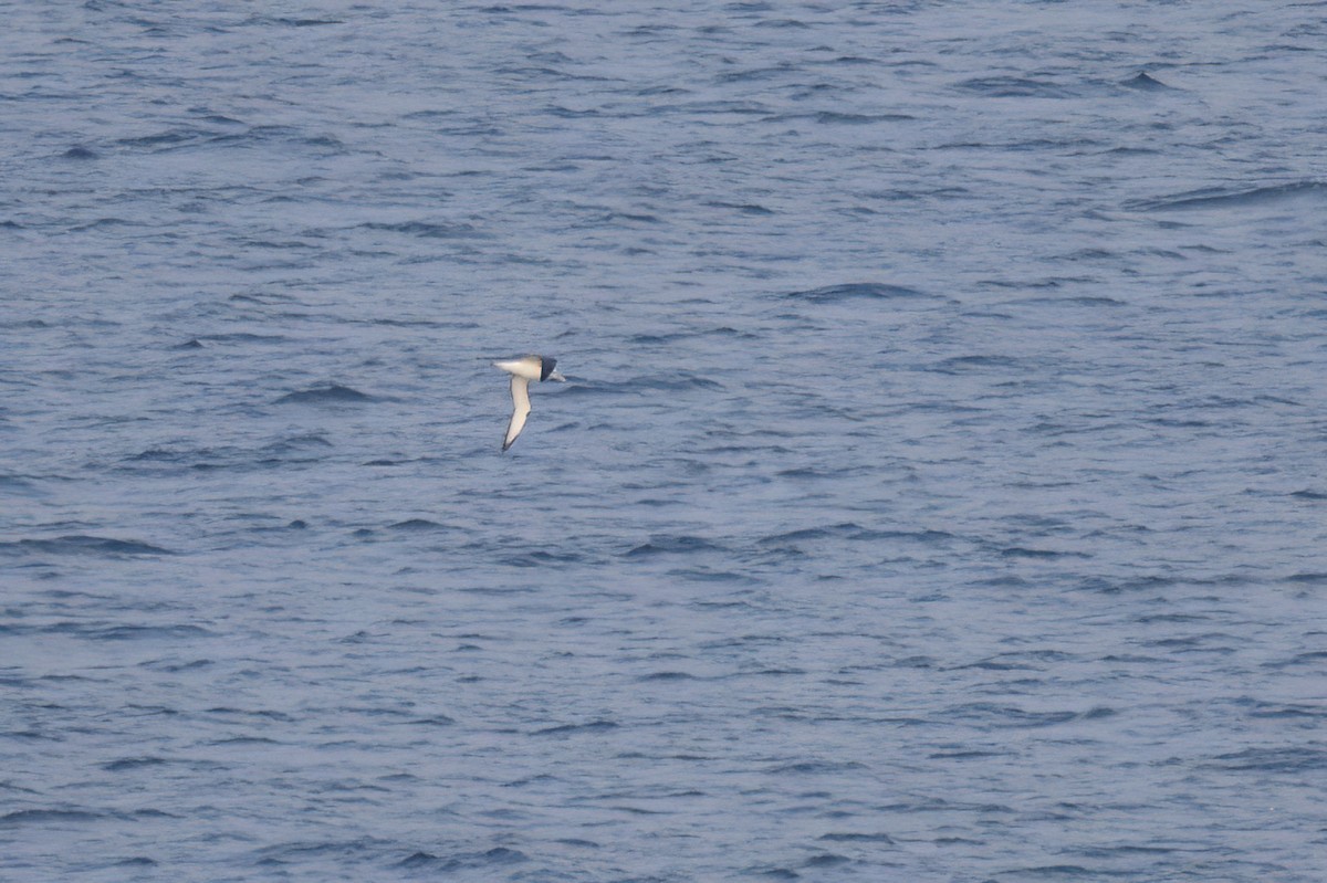 White-capped Albatross - ML620818460
