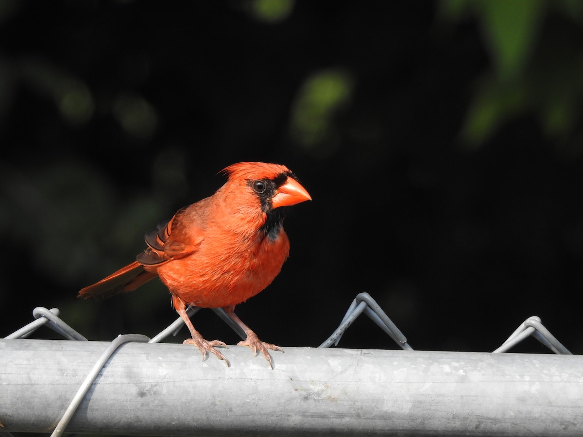 Cardinal rouge - ML620818474