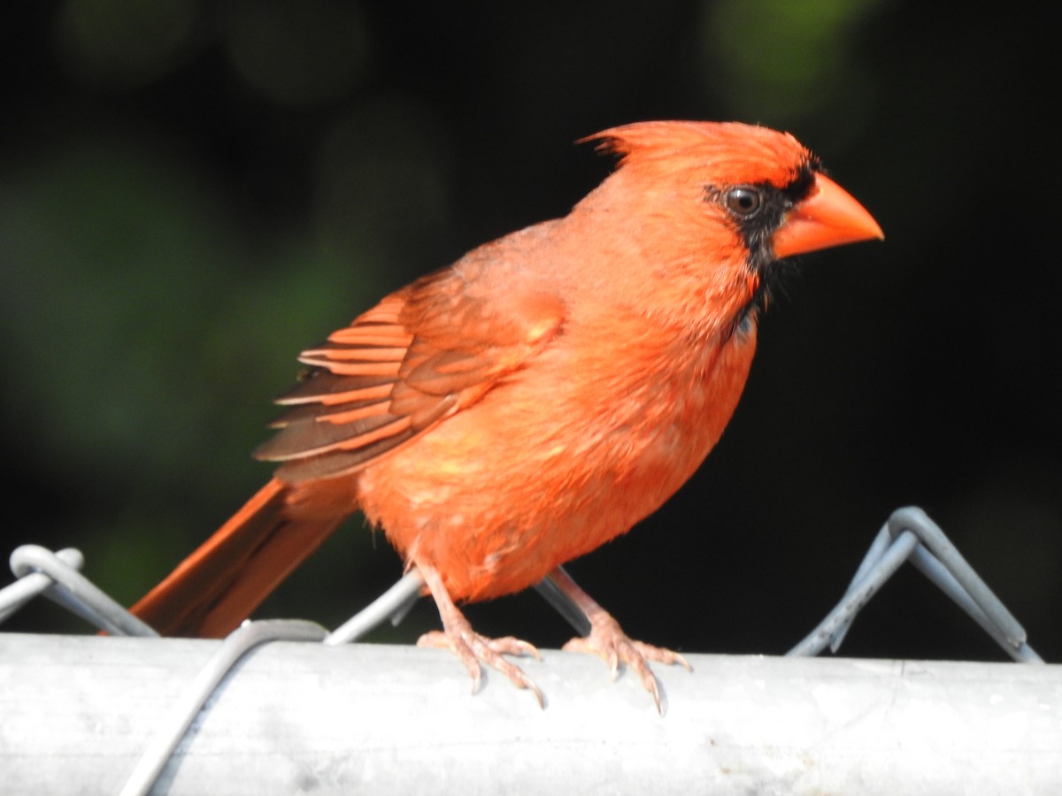 Cardinal rouge - ML620818475