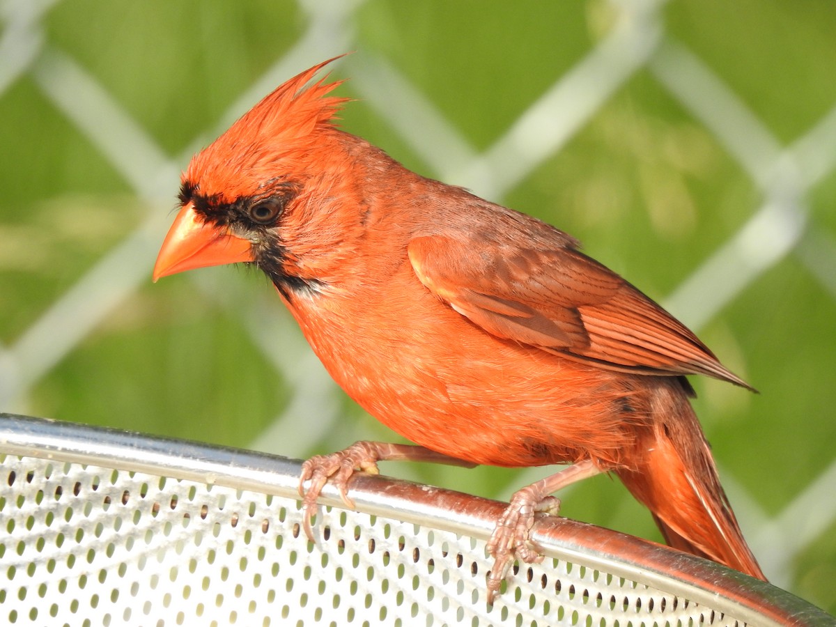 Cardinal rouge - ML620818479