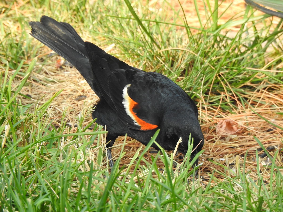 Red-winged Blackbird - ML620818483