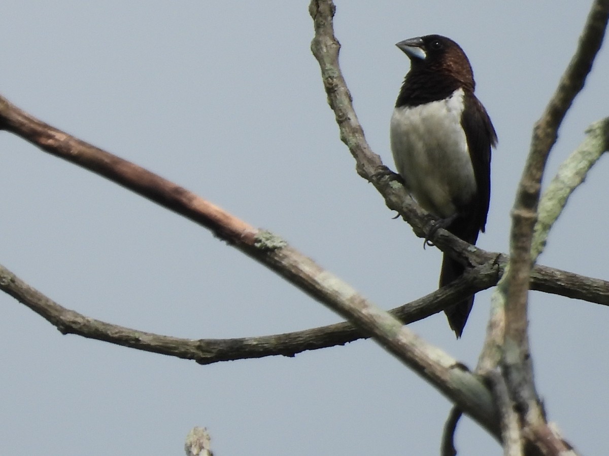 White-rumped Munia - ML620818494