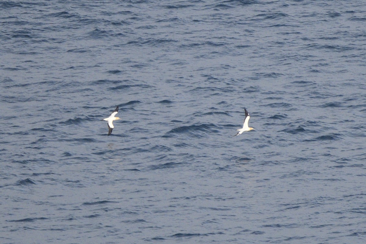 Australasian Gannet - ML620818500