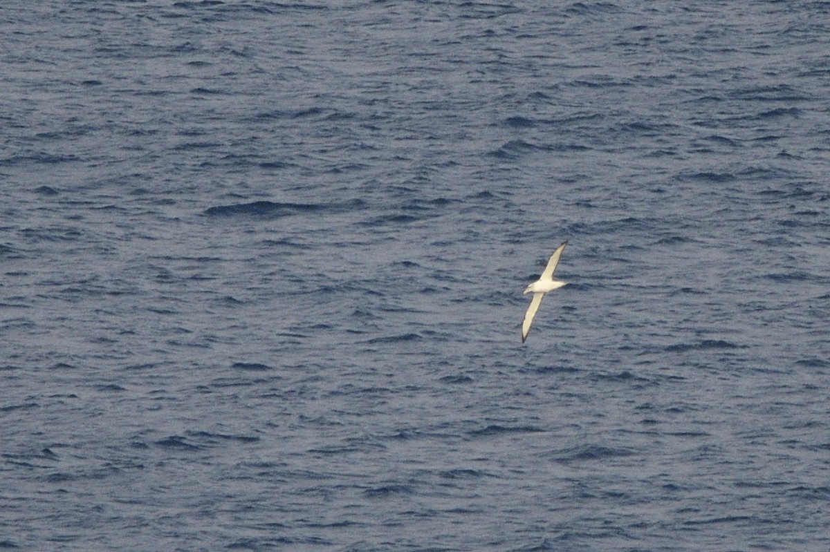 Albatros à cape blanche - ML620818501