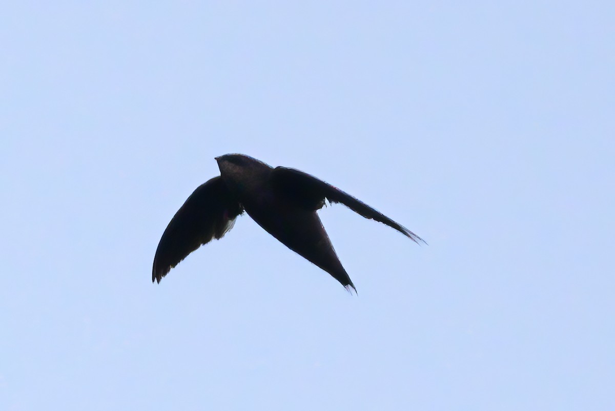 Band-rumped Swift - ML620818516