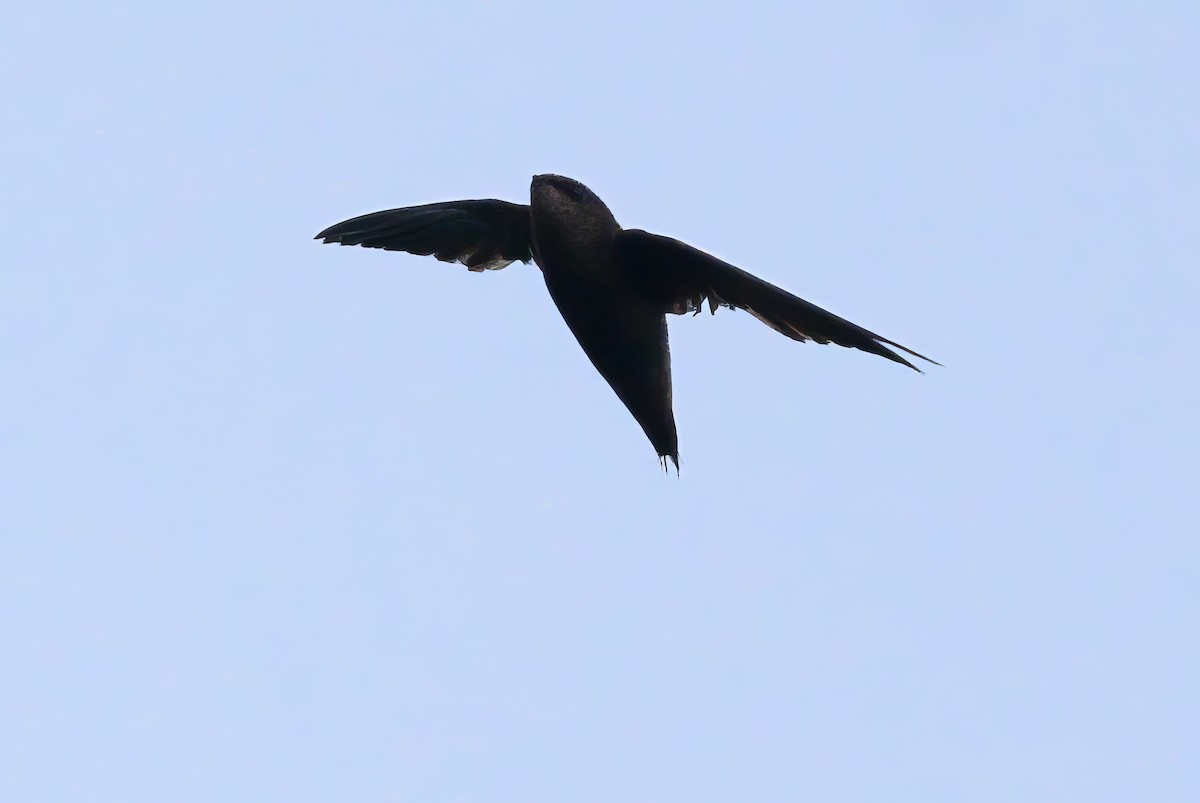 Band-rumped Swift - ML620818517