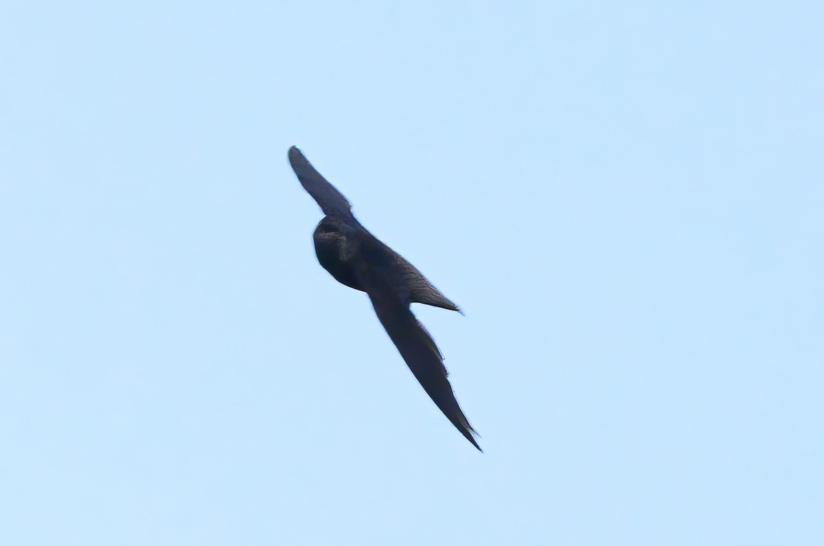 Band-rumped Swift - ML620818518