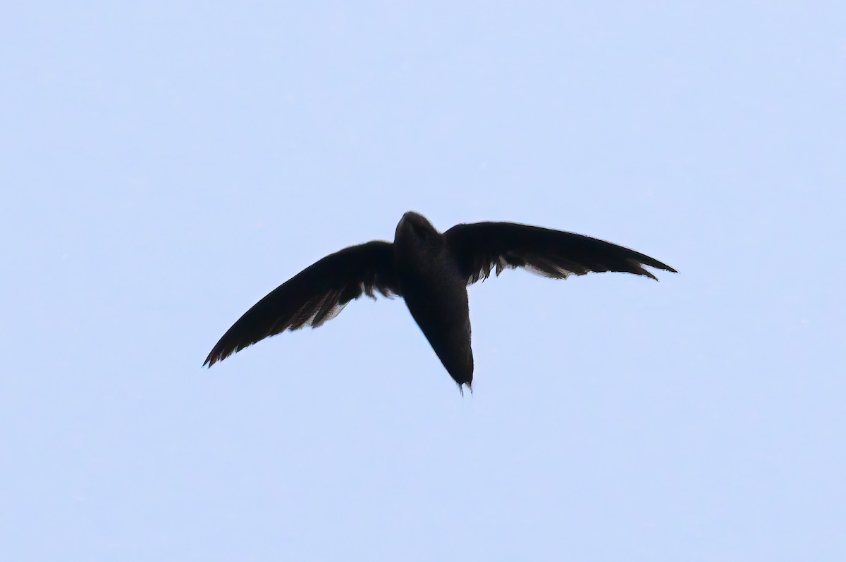 Band-rumped Swift - ML620818523