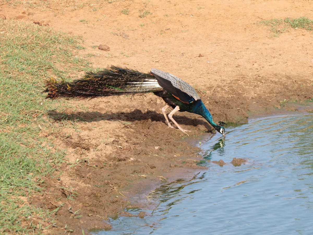 Indian Peafowl - ML620818524