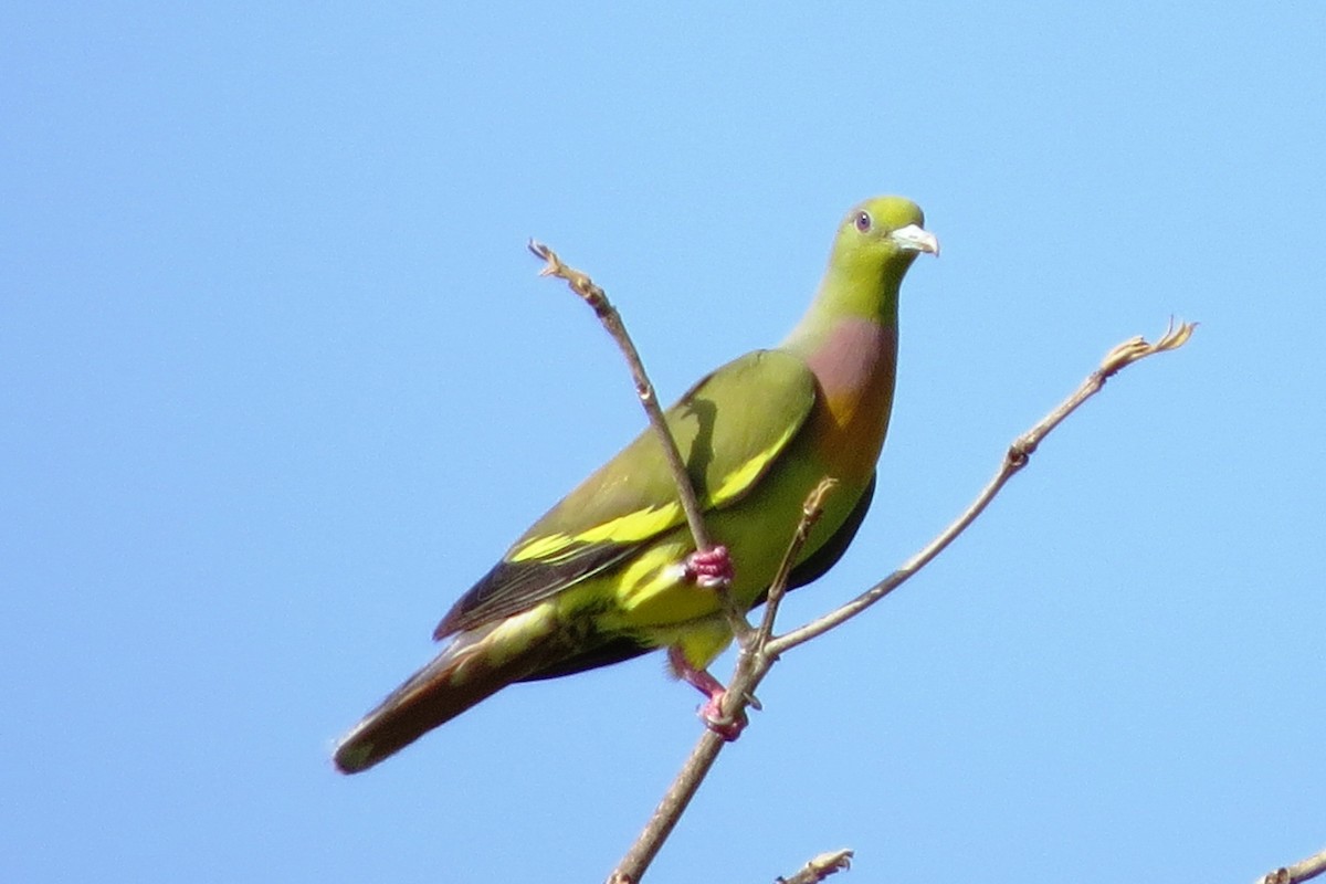 Orange-breasted Green-Pigeon - ML620818528