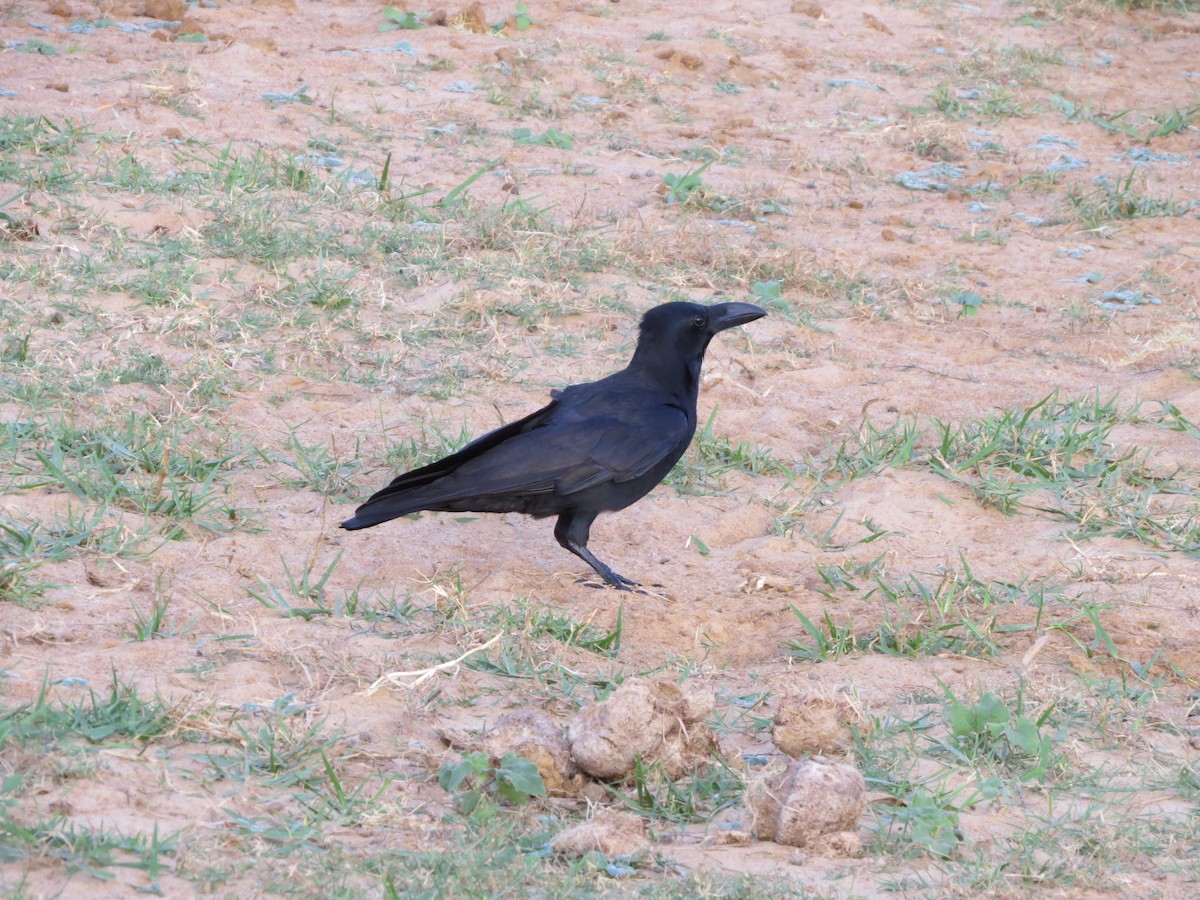 Large-billed Crow (Indian Jungle) - Greg Wark