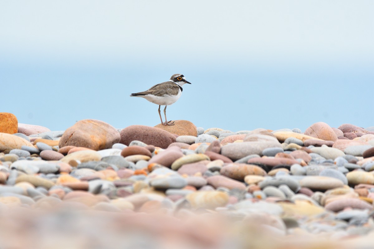 Little Ringed Plover - ML620818541