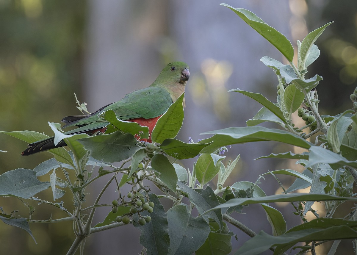 Australian King-Parrot - ML620818543