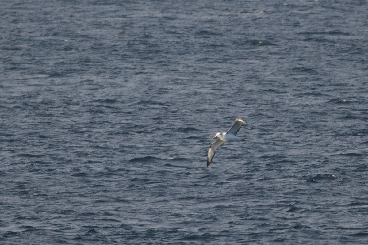 Albatros à cape blanche - ML620818552
