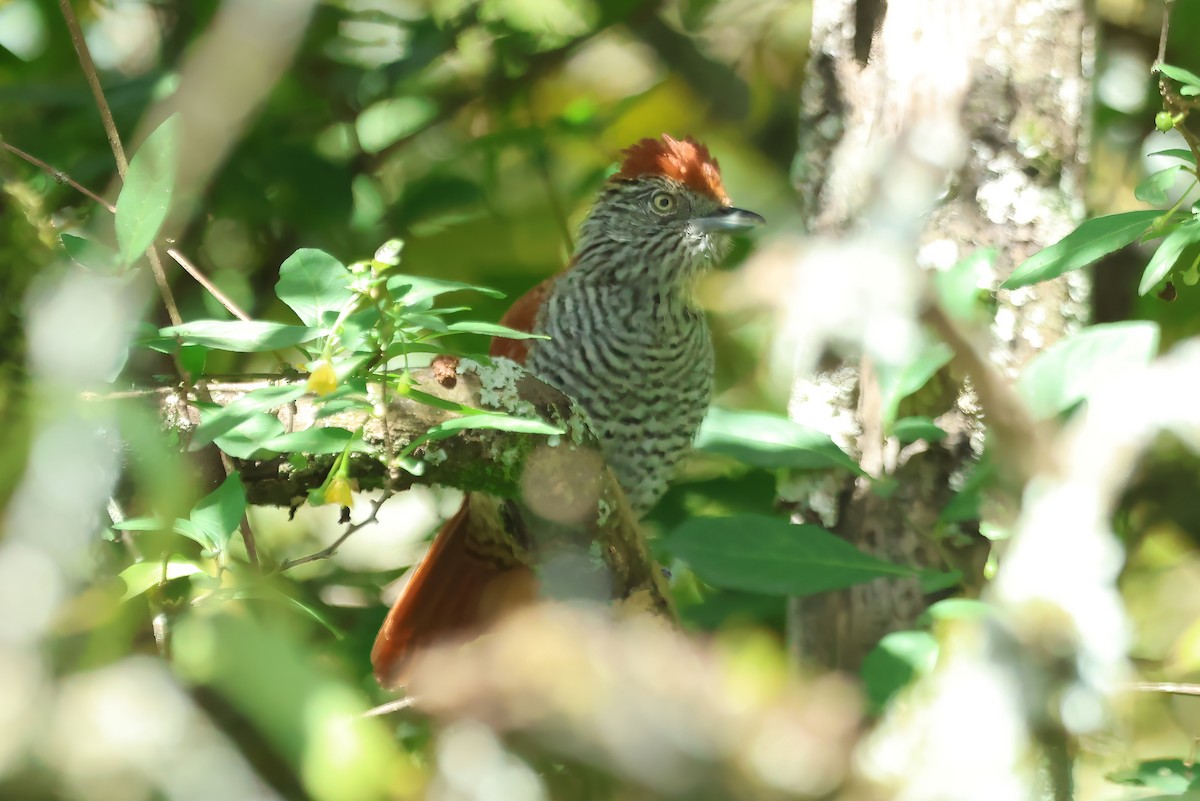 Bar-crested Antshrike - ML620818553