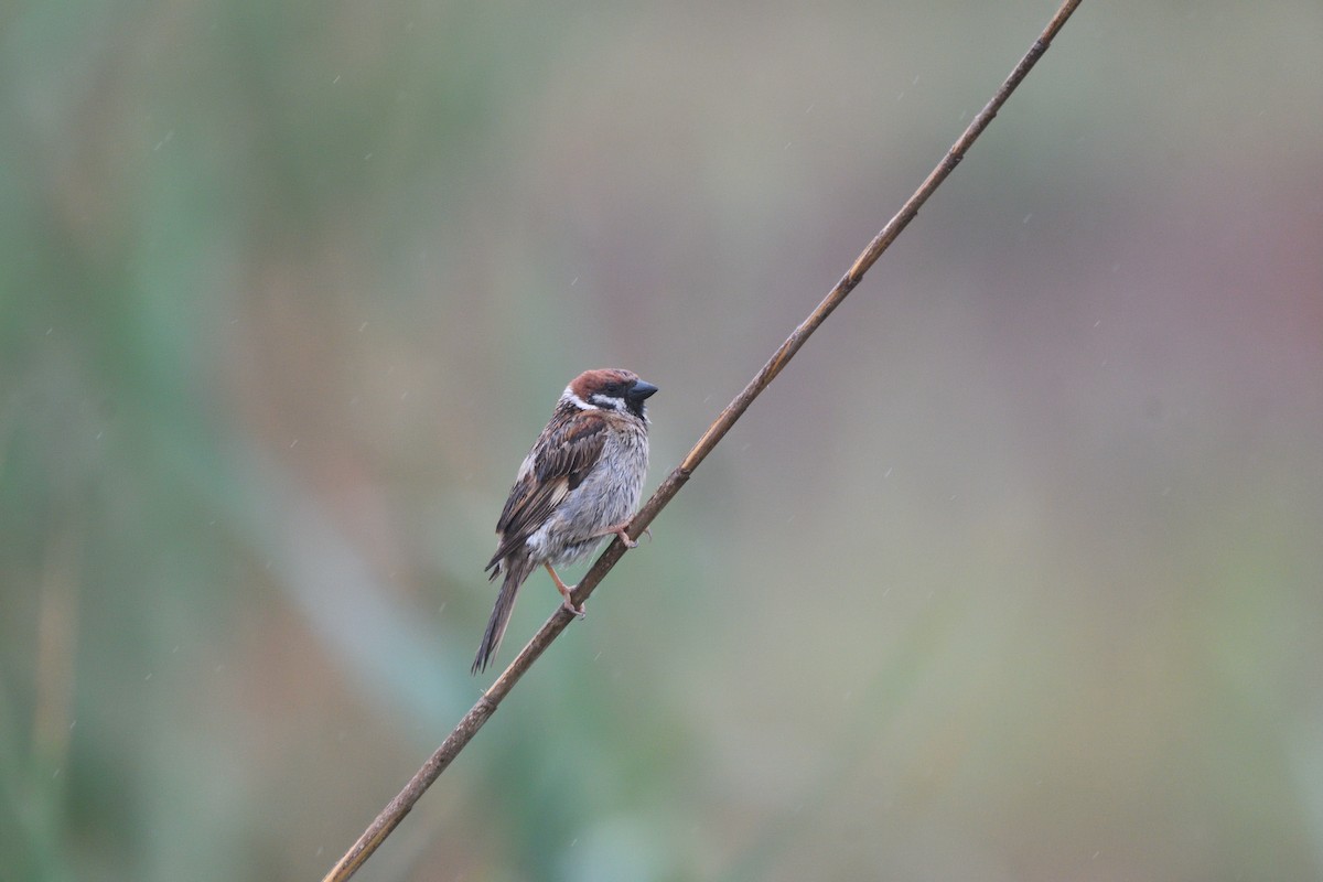 Eurasian Tree Sparrow - ML620818563