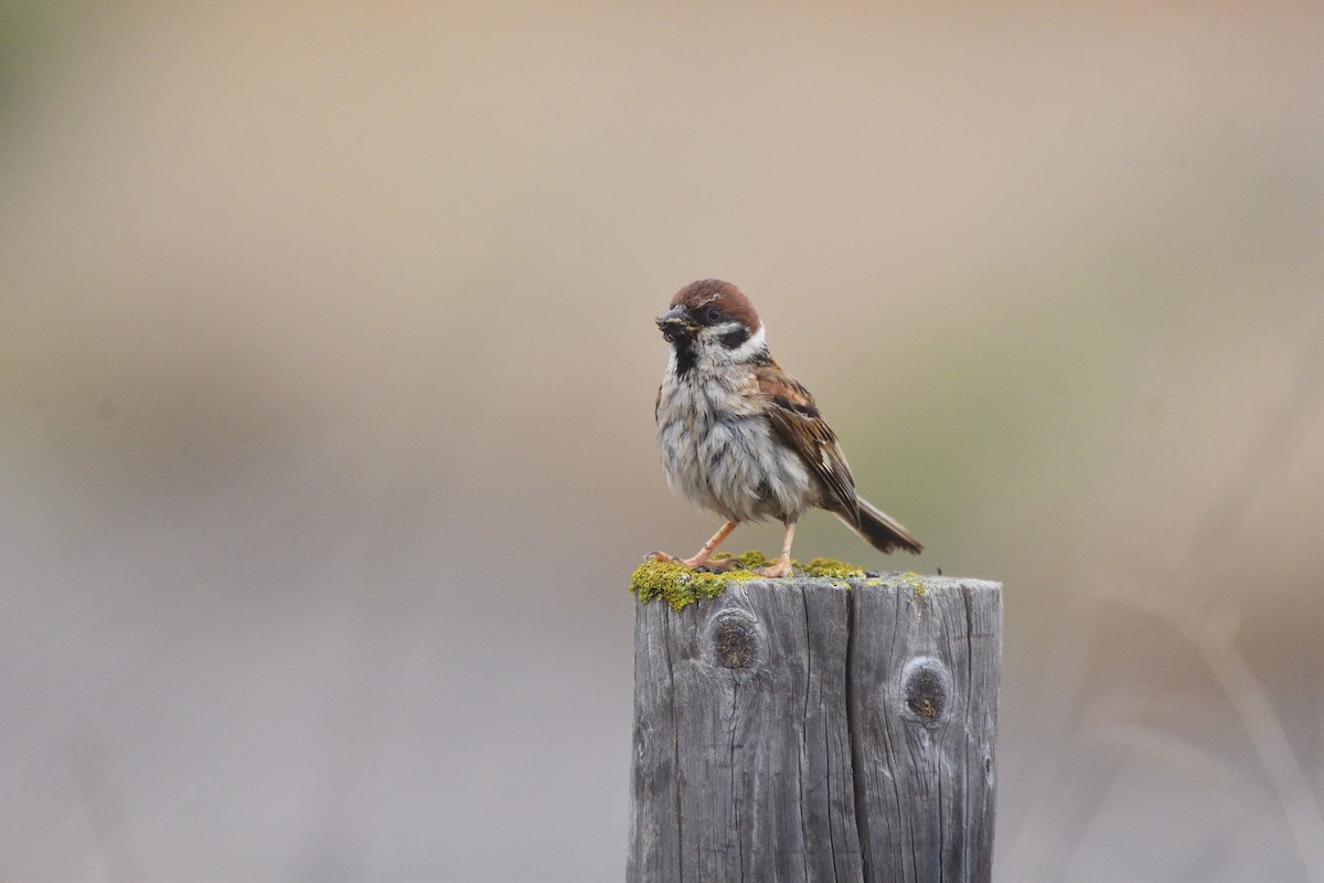 Eurasian Tree Sparrow - ML620818564