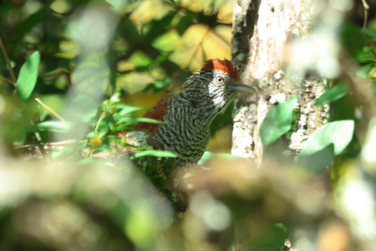 Bar-crested Antshrike - ML620818572